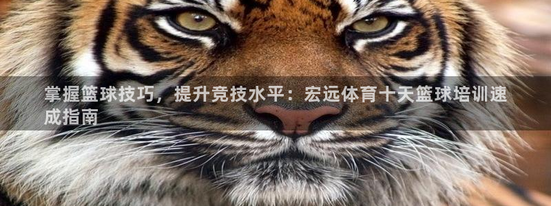 欧陆娱乐能赚钱吗知乎：掌握篮球技巧，提升竞技水平：宏